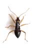 Himacerus major